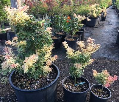 Image Acer palmatum 'Yuki yama'