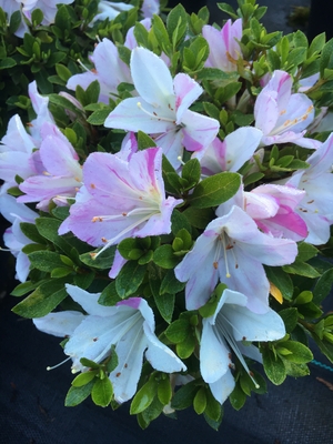 Image Azalea 'Fuji zakura'