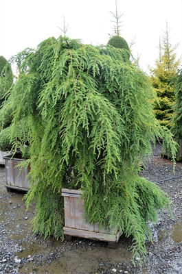 Image Tsuga heterophylla 'Thorson's Weeping'