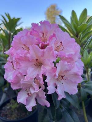 Image Rhododendron 'Barb Blankenship'