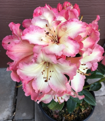 Image Rhododendron 'Butterscotch Brandy'
