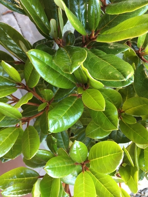 Image Rhododendron 'Candy Apple Red'