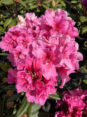 Image Rhododendron 'Creole Bell'