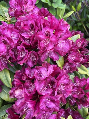 Image Rhododendron 'Midnight Song'