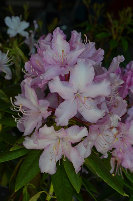 Image Rhododendron 'Mrs. E.C. Stirling'