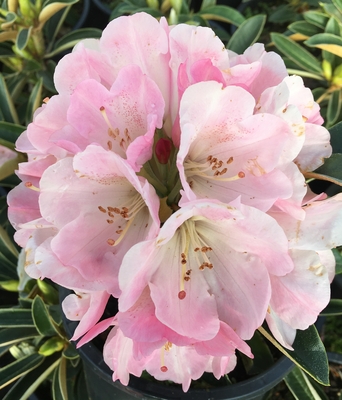 Image Rhododendron 'Strawberry Sorbet'