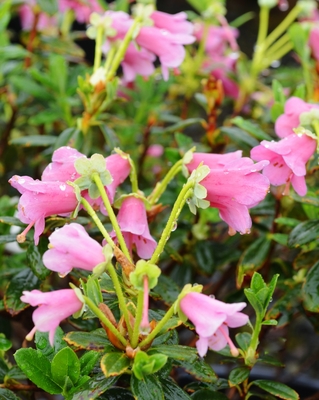 Image Rhododendron 'Thimbelina'