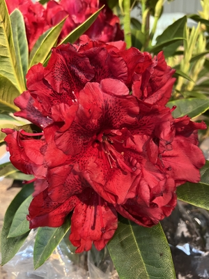 Image Rhododendron 'True Blood'