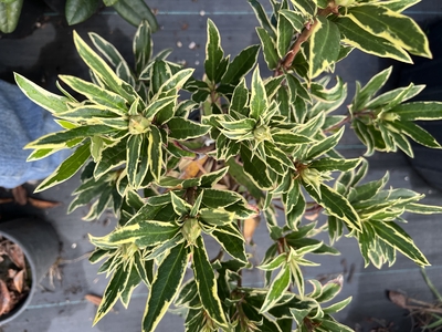 Image Rhododendron ponticum 'Silver Edge'   (aka 'Variegata')