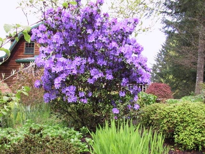 Image Rhododendron 'Blaney's Blue'
