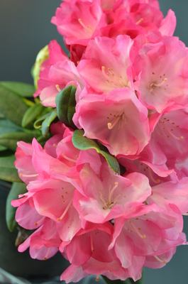 Image Rhododendron 'Fantastica'
