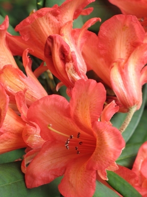 Image Rhododendron 'Medusa'