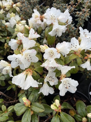 Image Rhododendron 'Snowlady'