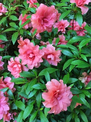 Image Rhododendron indicum 'Balsaminiflora'