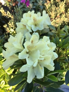 Image Rhododendron 'Absolute Citron'