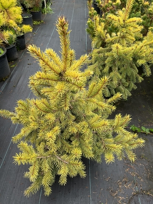 Image Picea pungens 'Cascade Campfire'