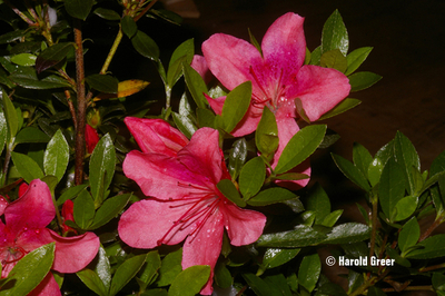 Image Azalea 'Gumpo Red'