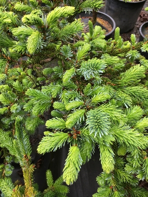 Image Picea alcoquiana 'Howell's Dwarf'