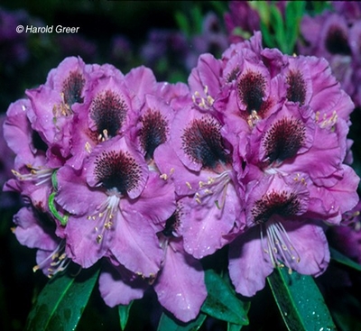 Image Rhododendron 'Abe Arnott'