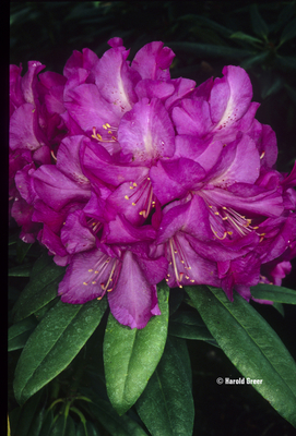 Image Rhododendron 'Purple Emporer'