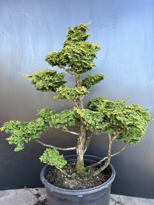 Image Chamaecyparis obtusa 'Kosteri' (garden bonsai)