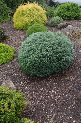 Image Chamaecyparis pisifera 'Blue Moon'