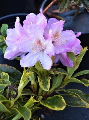 Image Rhododendron 'Northern Delight'
