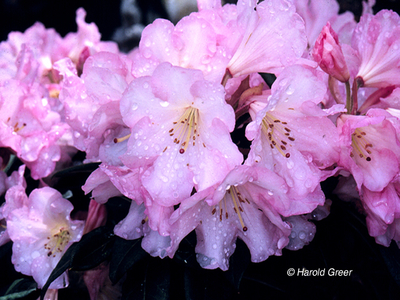 Image Rhododendron 'Bronze Wing'