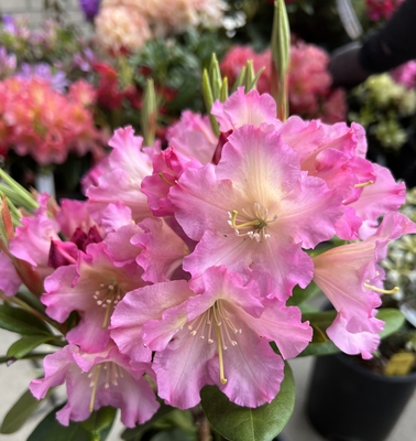 Image Rhododendron 'Hoopla'