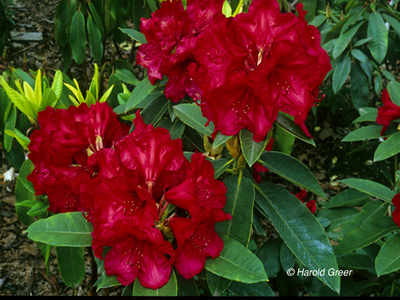 Image Rhododendron 'Britton Hill Bugle'