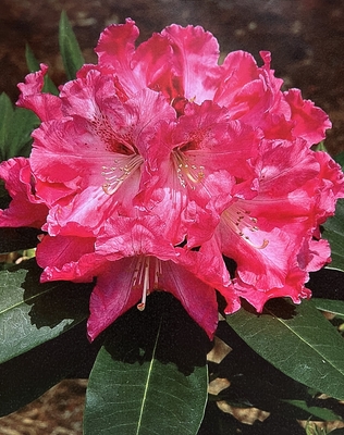 Image Rhododendron 'Kaye Player'