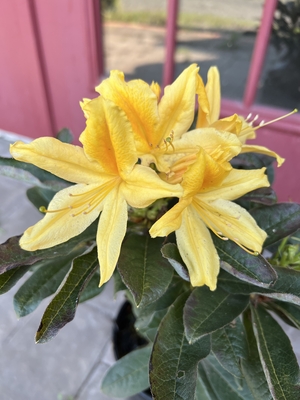 Image Azalea 'Fragrant Saffron'