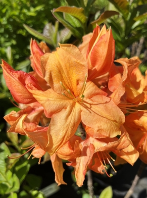 Image Azalea 'Tangelo's Sister'