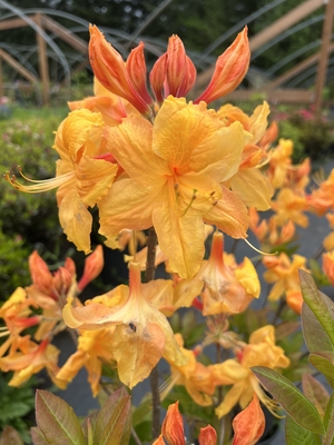 Image Azalea 'Sturgis Gold'