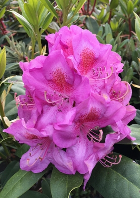Image Rhododendron 'Our First'
