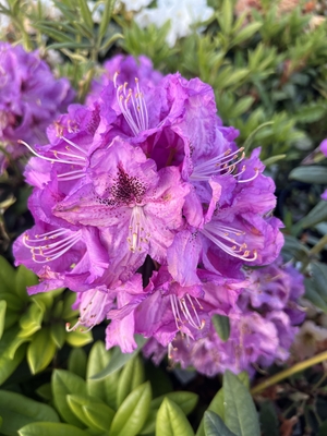 Image Rhododendron 'Cleo'