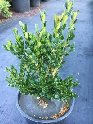 Image Buxus micorphylla 'John Baldwin'