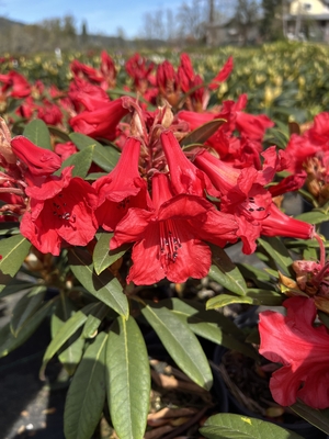 Image Rhododendron 'Karkov'
