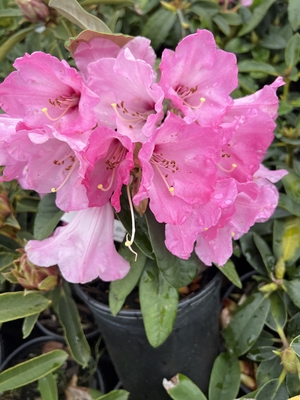 Image Rhododendron 'Noyo Brave'