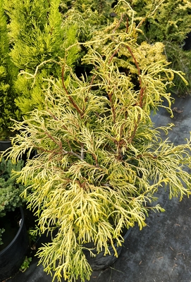 Image Chamaecyparis obtusa 'Lemon Twist'