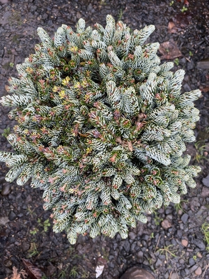 Image Abies koreana 'Kohout's Icebreaker'