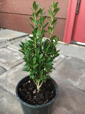 Image Ilex crenata 'Sky Sentry' (a.k.a. 'Sky Pencil')