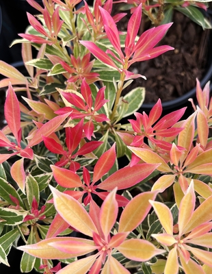 Image Pieris japonica 'Flaming Silver'