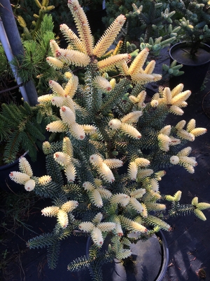 Image Abies pinsapo 'Aurea'