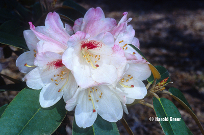 Image Rhododendron pachysanthum