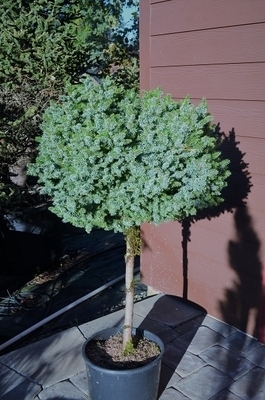 Image Picea omorika 'Pimoko' 