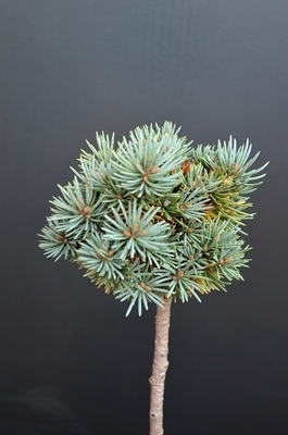 Image Picea pungens 'Brynek'