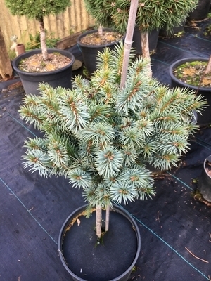 Image Picea sitchensis 'Papoose'