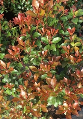 Image Pieris japonica 'Little Heath Green'