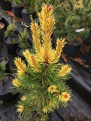 Image Pinus contorta 'Taylor's Sunburst'